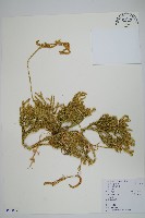 藏品(石松)的圖片