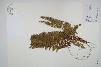 藏品(腎蕨)的圖片