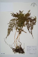 藏品(烏蕨)的圖片