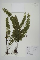 藏品(生芽鐵角蕨)的圖片