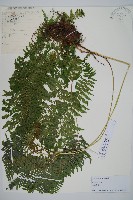 藏品(日本蹄蓋蕨)的圖片