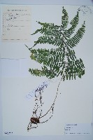 藏品(日本蹄蓋蕨)的圖片