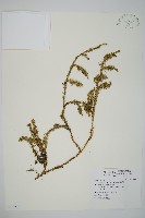 藏品(杉葉蔓石松)的圖片