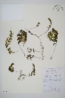 藏品(細葉蕗蕨)的圖片