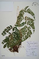 藏品(長葉鱗毛蕨)的圖片