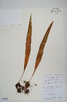 藏品(大瓦葦)的圖片