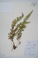 藏品(鞭葉蕨)的圖片