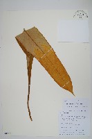 藏品(光石韋)的圖片