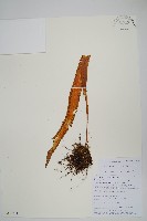 藏品(大瓦葦)的圖片