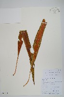 藏品(大瓦葦)的圖片