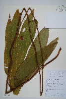 藏品(雙扇蕨)的圖片