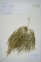 藏品(木賊葉石松)的圖片