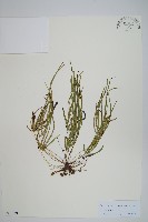 藏品()的圖片