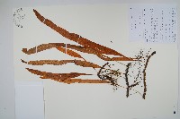 藏品(兩色瓦葦)的圖片