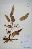 藏品(大果假瘤蕨)的圖片