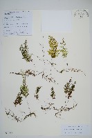 藏品(長葉蕗蕨)的圖片