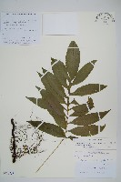 藏品(大線蕨)的圖片