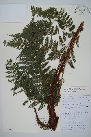 藏品(紅線蕨)的圖片