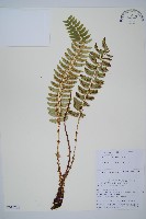 藏品(岩蕨)的圖片