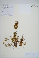 藏品(毛蕗蕨)的圖片