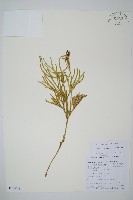 藏品(扁枝石松)的圖片