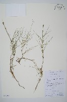 藏品(散生木賊)的圖片