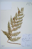 藏品(生芽狗脊蕨、頂芽狗脊蕨)的圖片