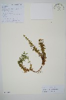 藏品(皺邊石松)的圖片