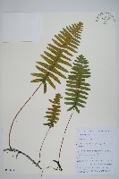 藏品(多足蕨)的圖片