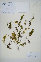 藏品(細葉蕗蕨)的圖片