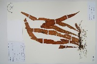 藏品(兩色瓦葦)的圖片