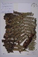 藏品(瓦氏鱗毛蕨)的圖片