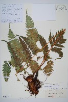 藏品(生芽狗脊蕨、頂芽狗脊蕨)的圖片