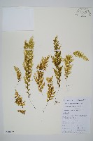藏品(細葉蕗蕨)的圖片