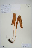 藏品(大瓦葦)的圖片