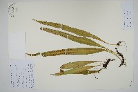 藏品(兩色瓦葦)的圖片