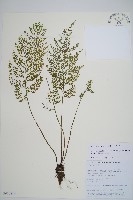 藏品(雨蕨)的圖片