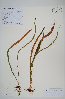 藏品(狹葉石葦)的圖片