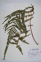 藏品(粗毛鱗蓋蕨)的圖片