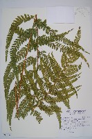 藏品(粗毛鱗蓋蕨)的圖片