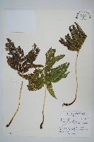 藏品(傅氏鳳尾蕨)的圖片