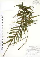 藏品(毛蕨)的圖片