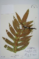 藏品(海岸星蕨)的圖片