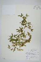 藏品(海金沙)的圖片