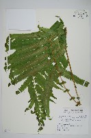 藏品(蘭嶼大葉毛蕨、蘭嶼圓脈蕨)的圖片