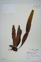 藏品(星蕨)的圖片