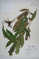 藏品(頂芽新月蕨)的圖片