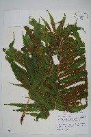 藏品(蘭嶼大葉毛蕨、蘭嶼圓脈蕨)的圖片