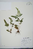 藏品(海島陵齒蕨)的圖片