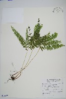 藏品(網脈鱗始蕨)的圖片